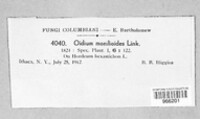 Oidium monilioides image
